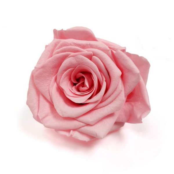 Rosa Preservada en blister Tallo 55 cm Rosa